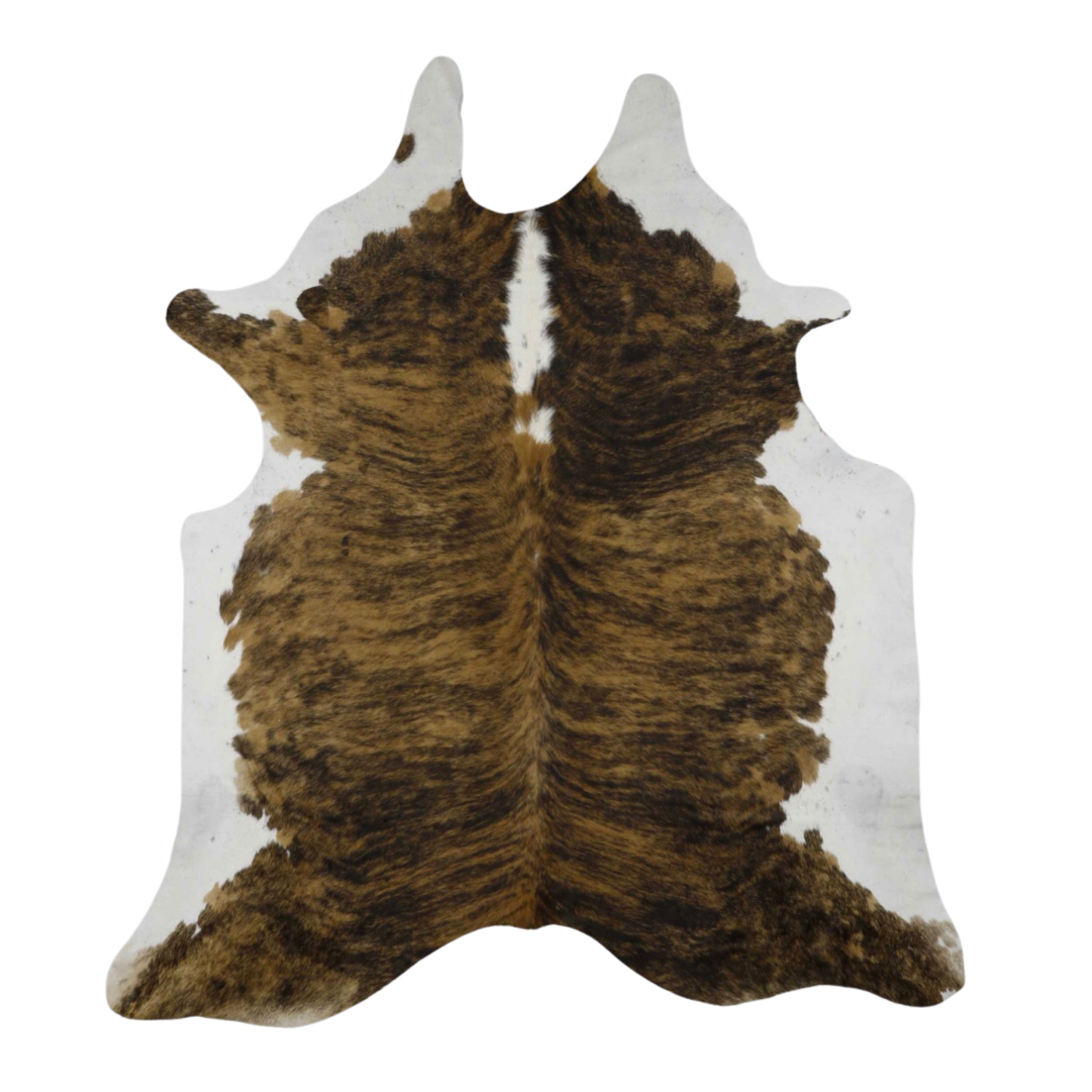 Exotic Dark With White Underbelly -- SCO02N Natural Selection