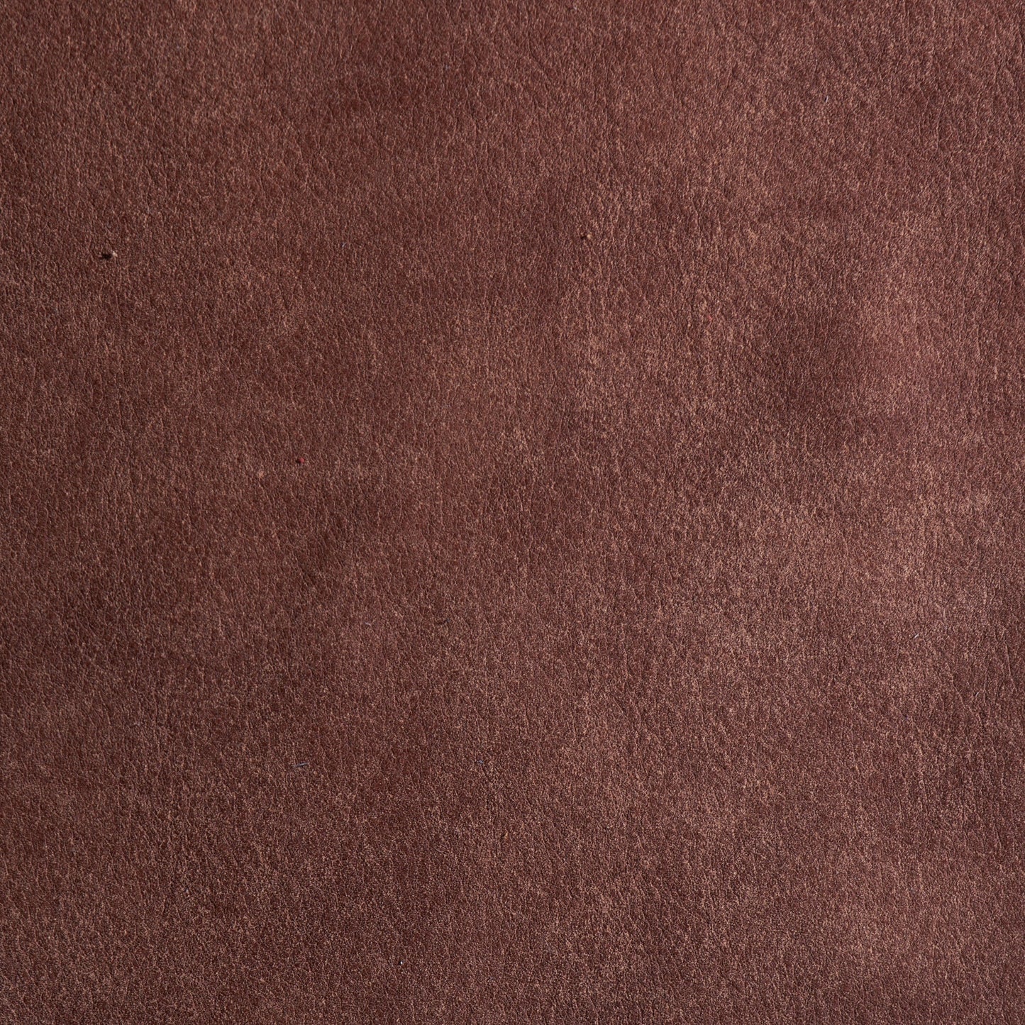 Cadiz - Chestnut